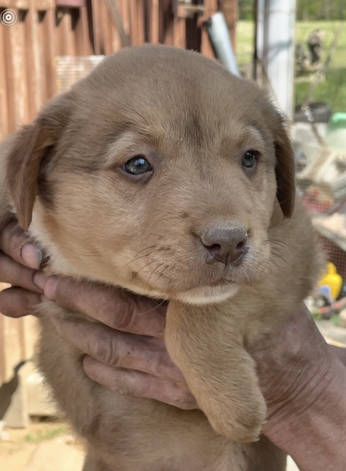 Gordy (in foster)