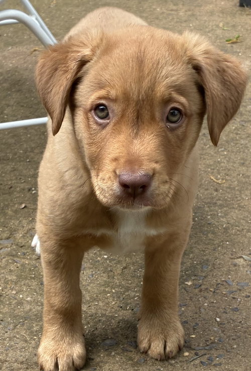 Gilda, an adoptable Labrador Retriever in Pottstown, PA