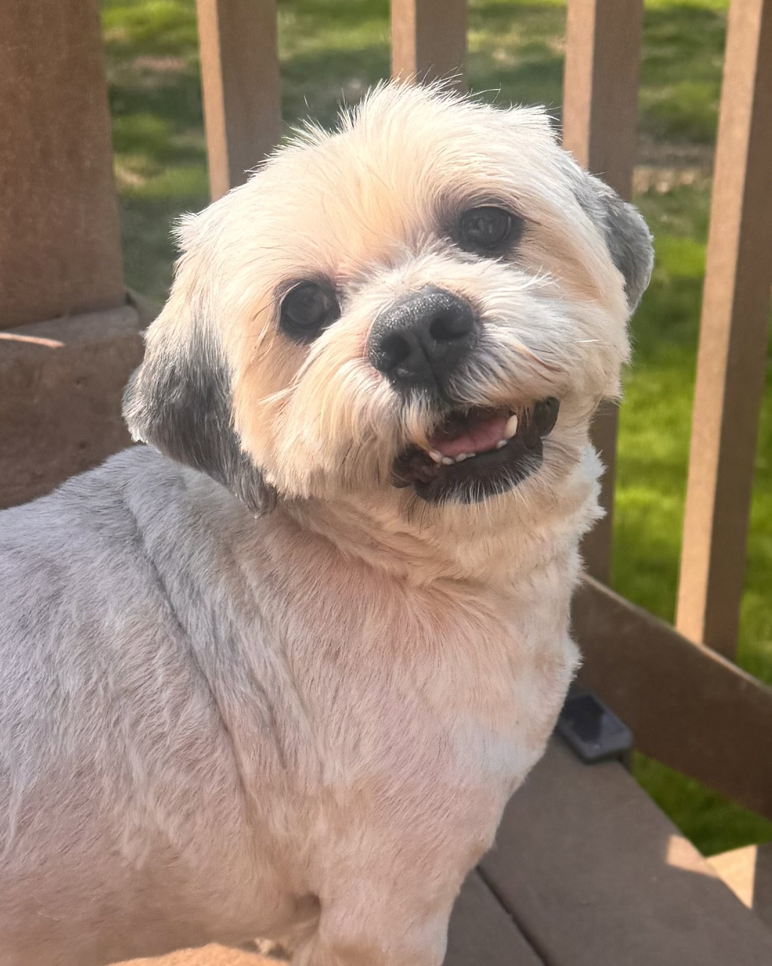Brian (in foster)