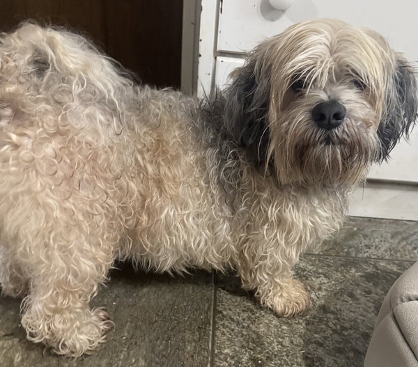 Brian (in foster)