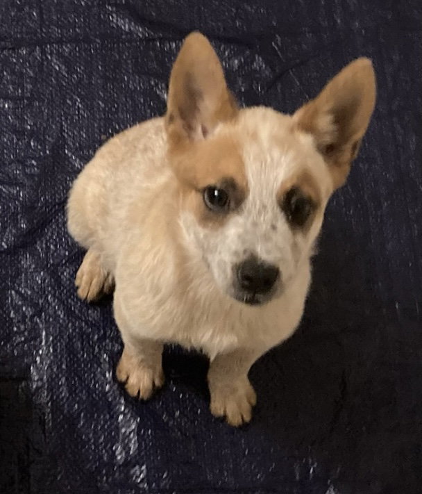 Rita (in foster)