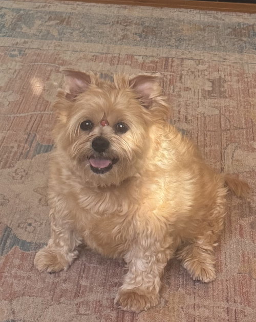Mya (in foster), an adoptable Yorkshire Terrier Yorkie in Pottstown, PA