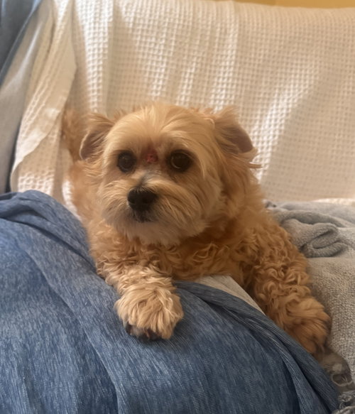 Mya (in foster), photo 3