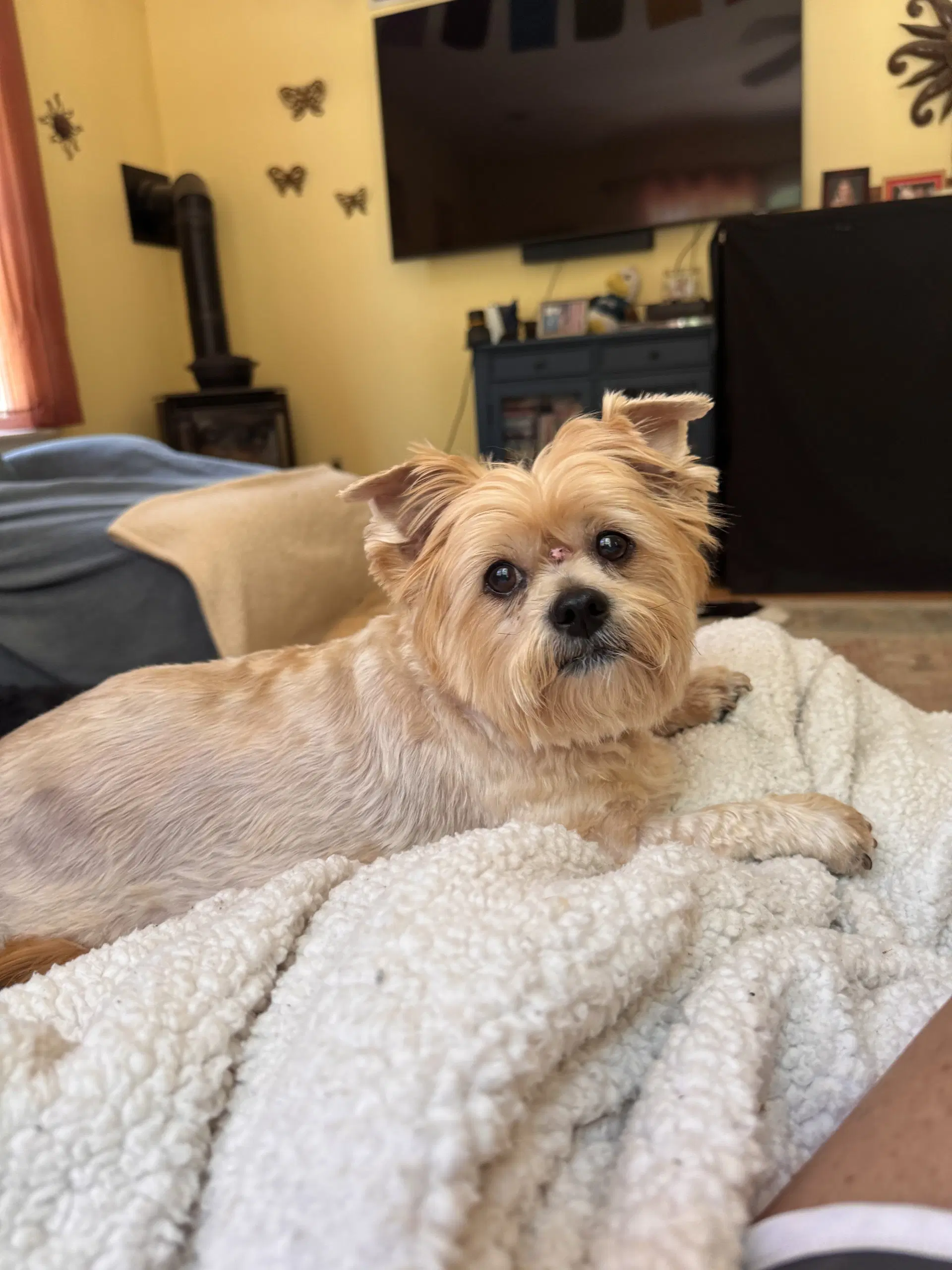 Mya In Foster - Yorkshire Terrier Yorkie