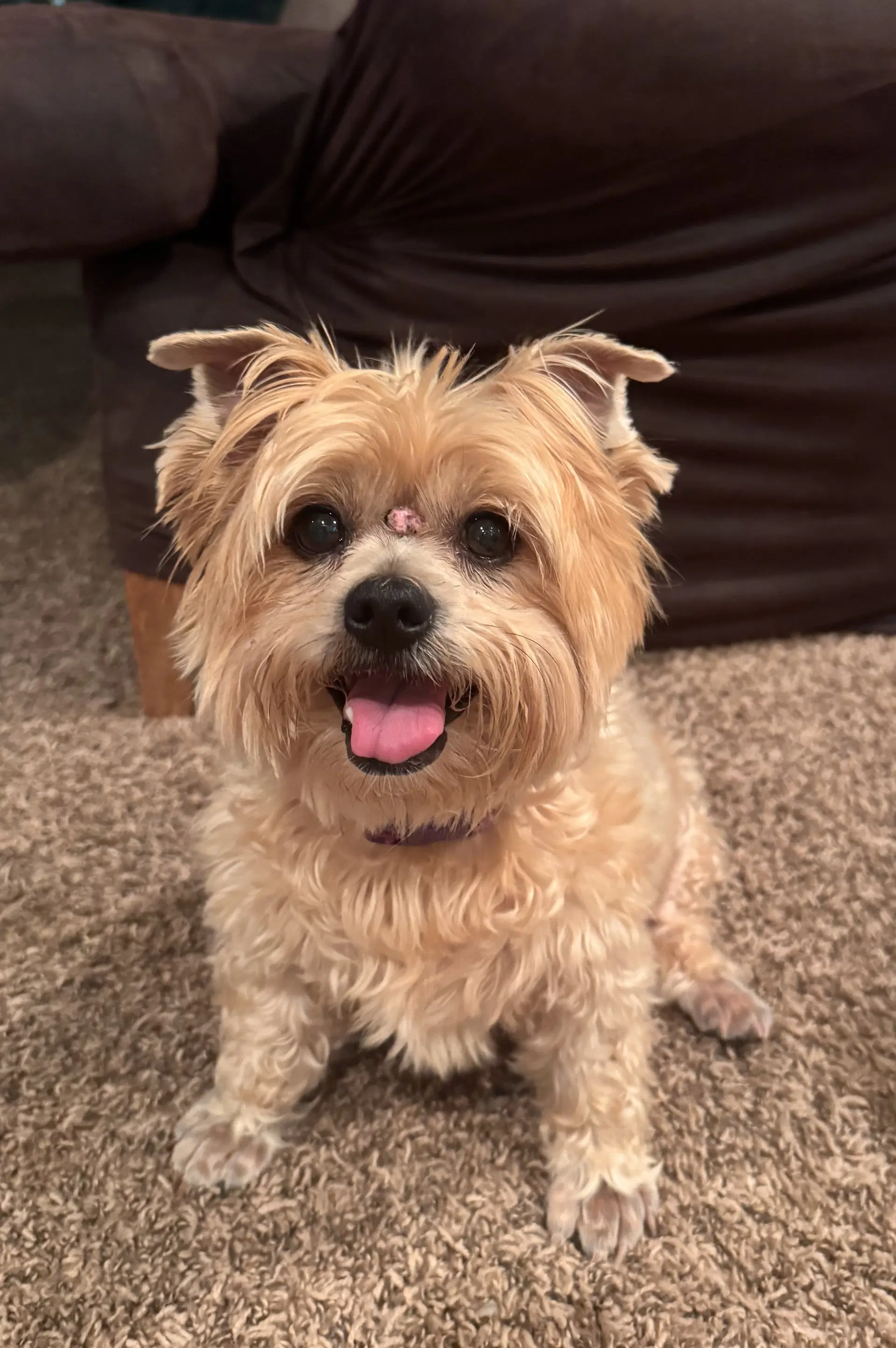 Mya In Foster - Yorkshire Terrier Yorkie