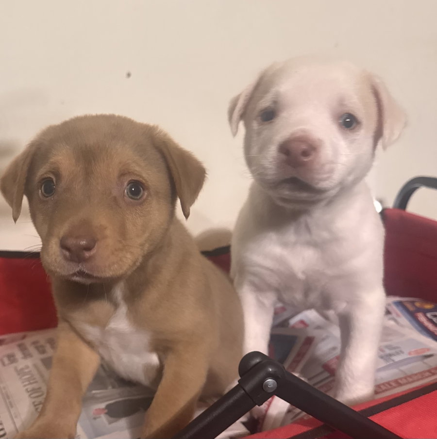 Snoopy (in foster)