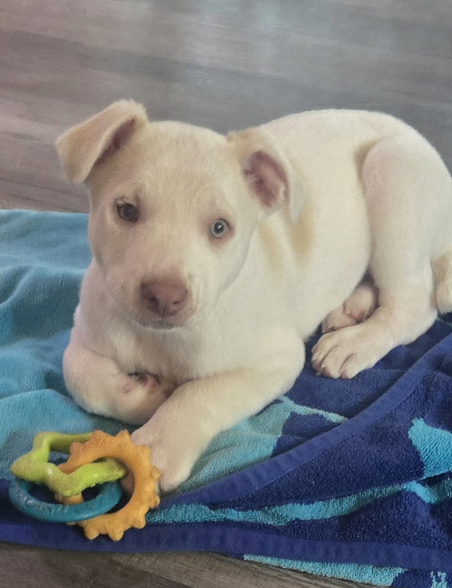 Snoopy (in foster)