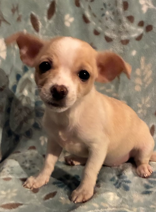 Pixie (in foster)
