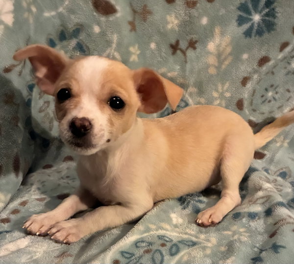 Pixie (in foster)