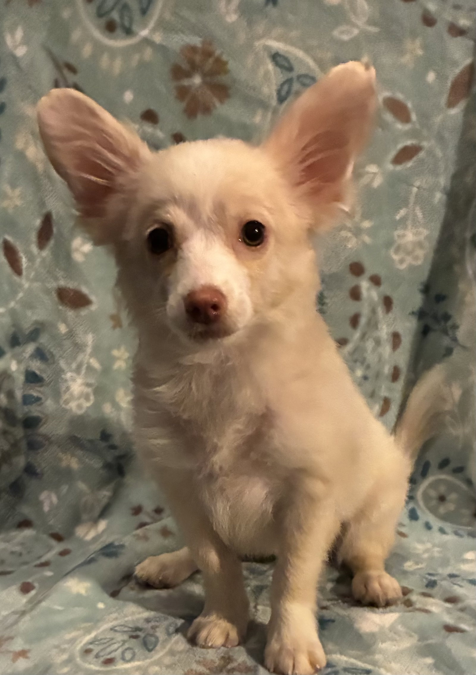 Trixie (in foster)