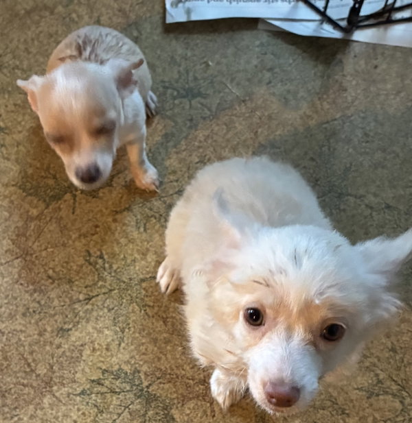 Trixie (in foster)