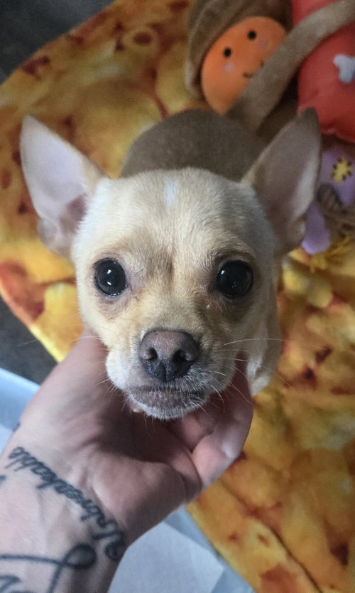 Miley(in foster)