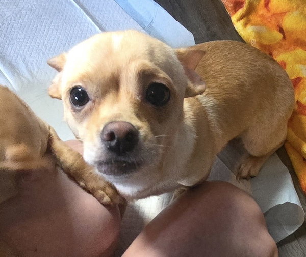 Miley(in foster)