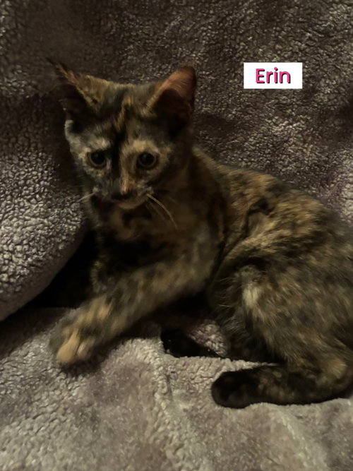 Kittens photo 4