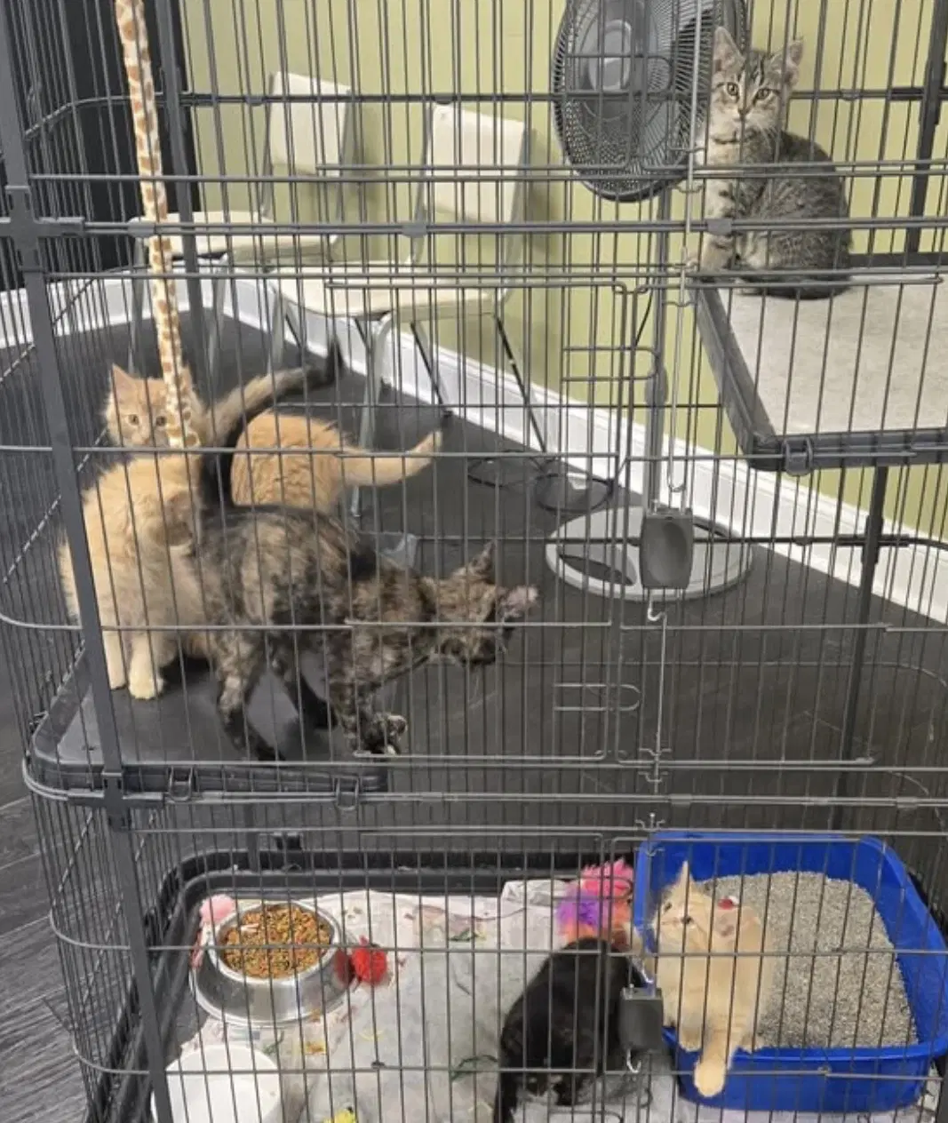 Kittens image 4