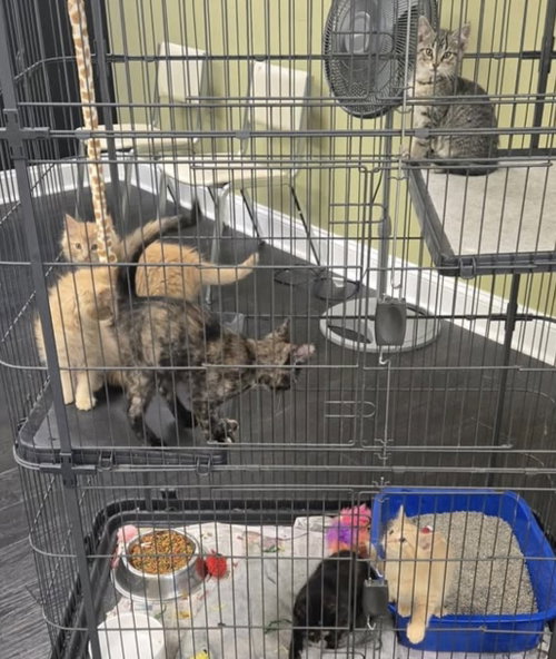 Kittens photo 2