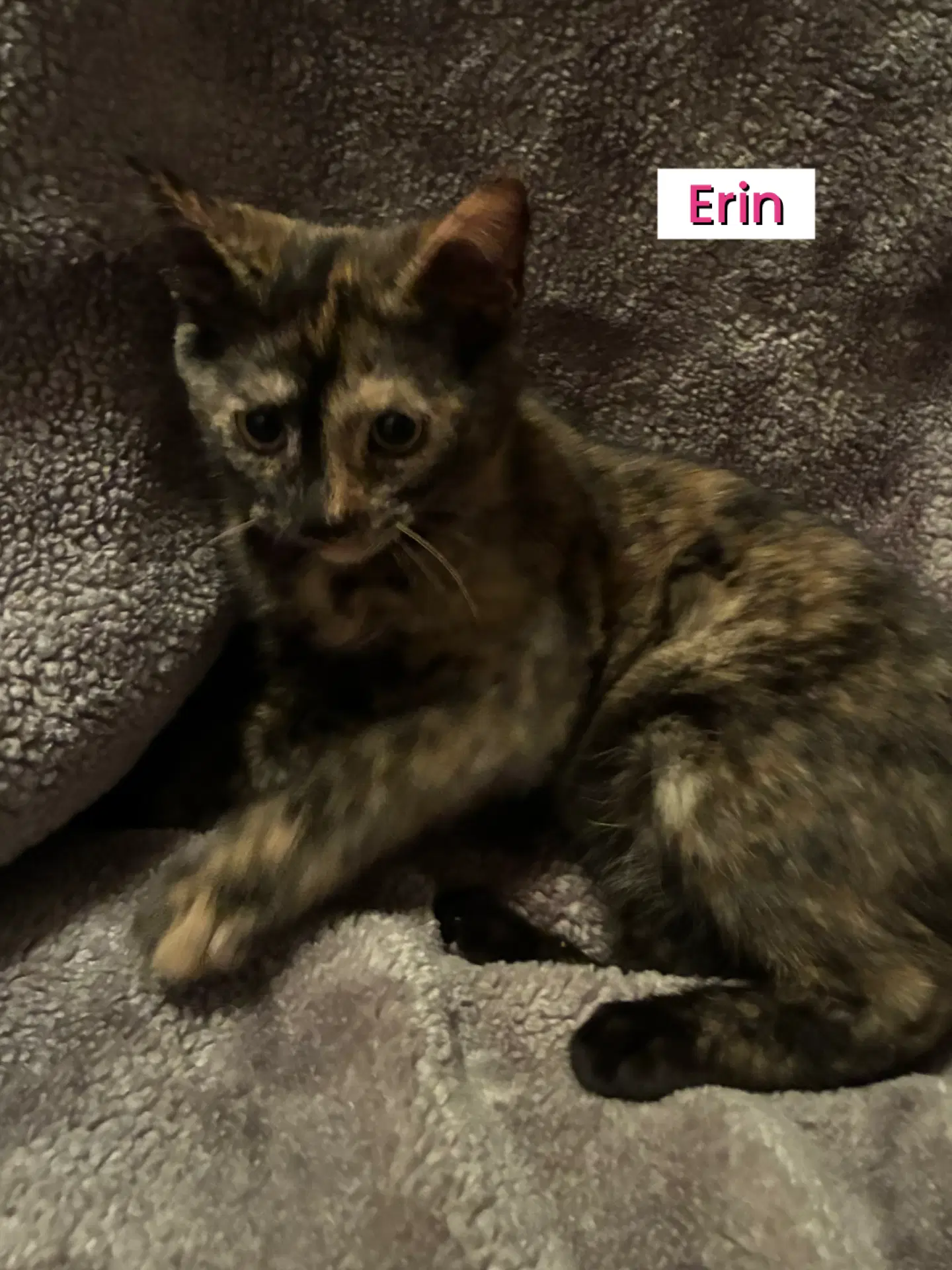 Kittens Courtesy Post image 3