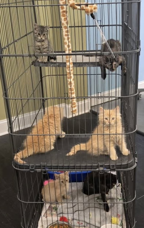 KITTENS (courtesy post), Baby Domestic Short Hair / Mixed (short coat), cat for adoption in Camden, New Jersey
