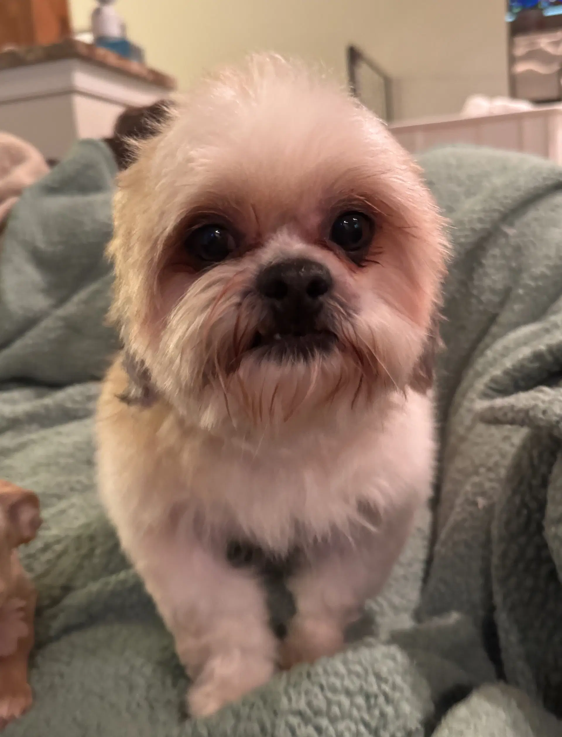 Romeo In Foster - Shih Tzu