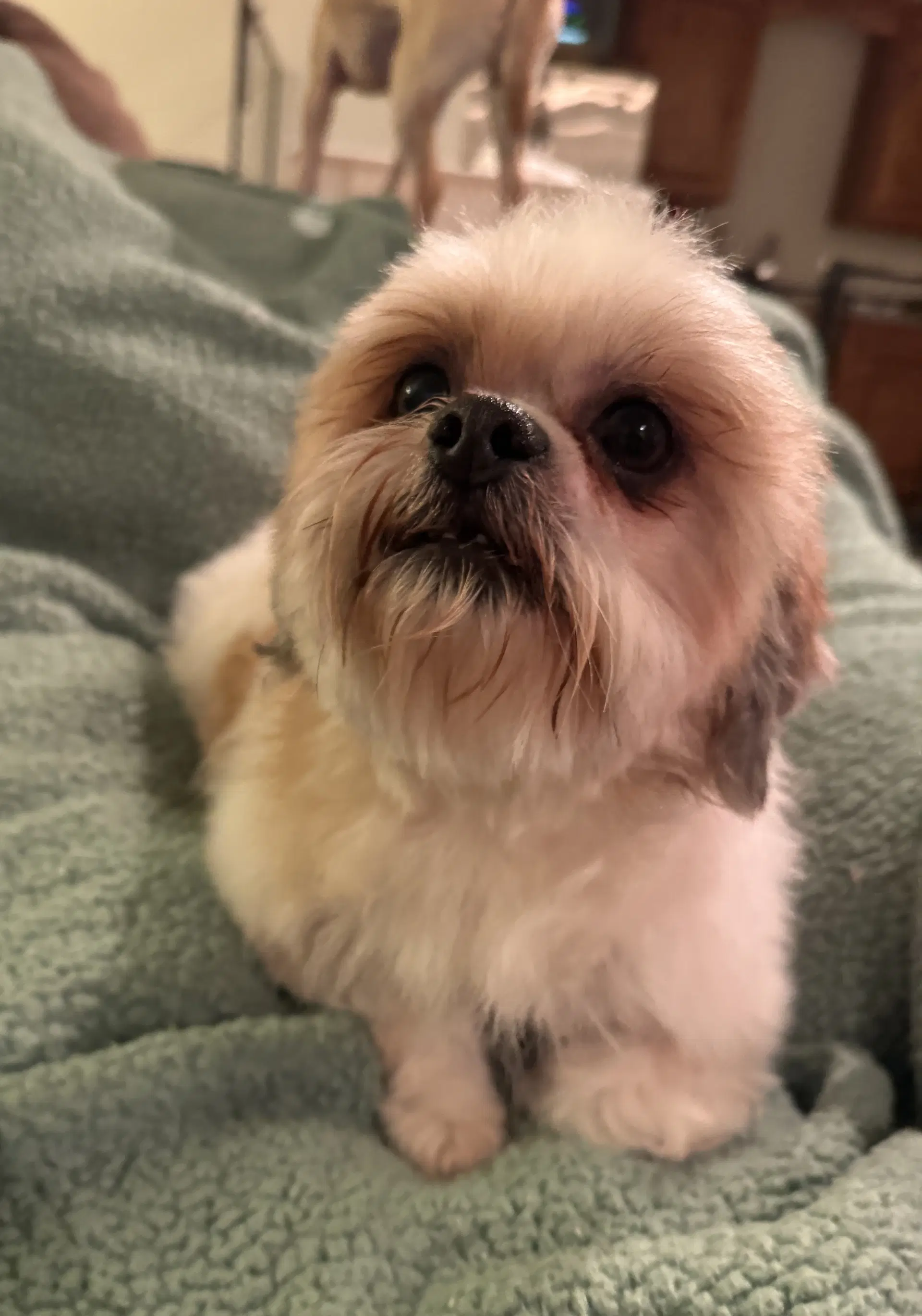 Romeo In Foster image 2