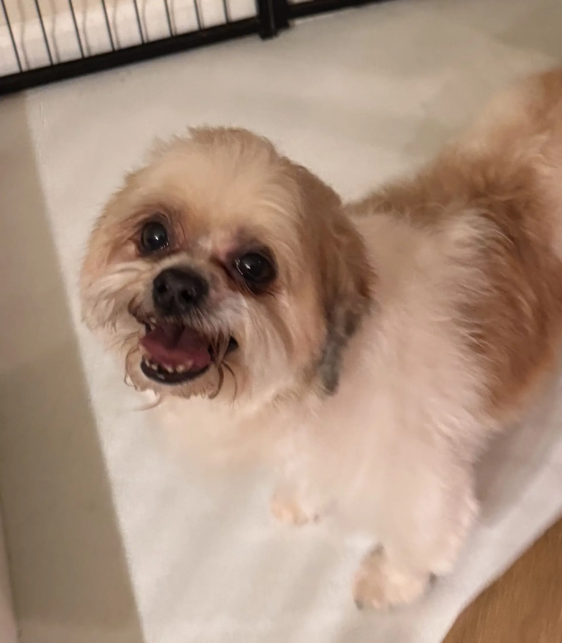 Romeo In Foster image 3