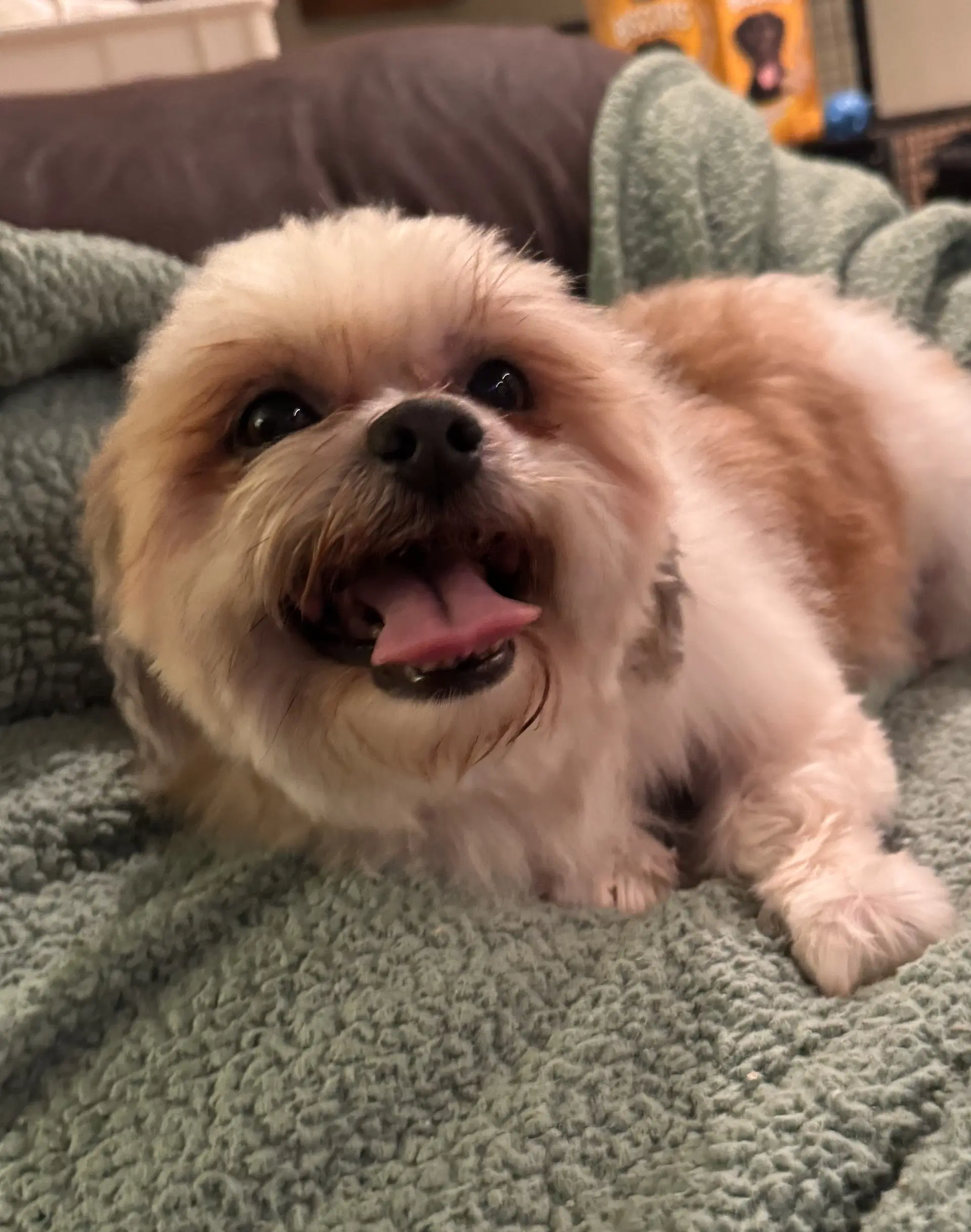 Romeo In Foster image 4