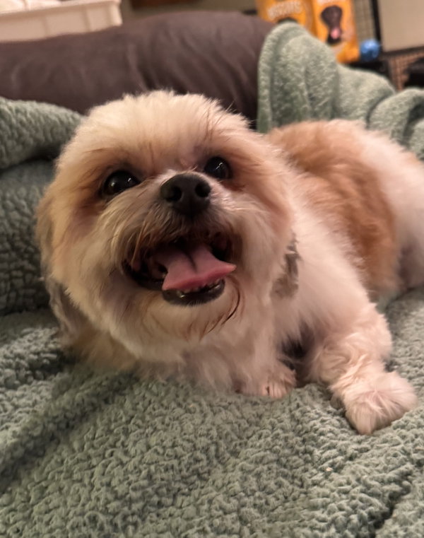 Romeo (in foster)