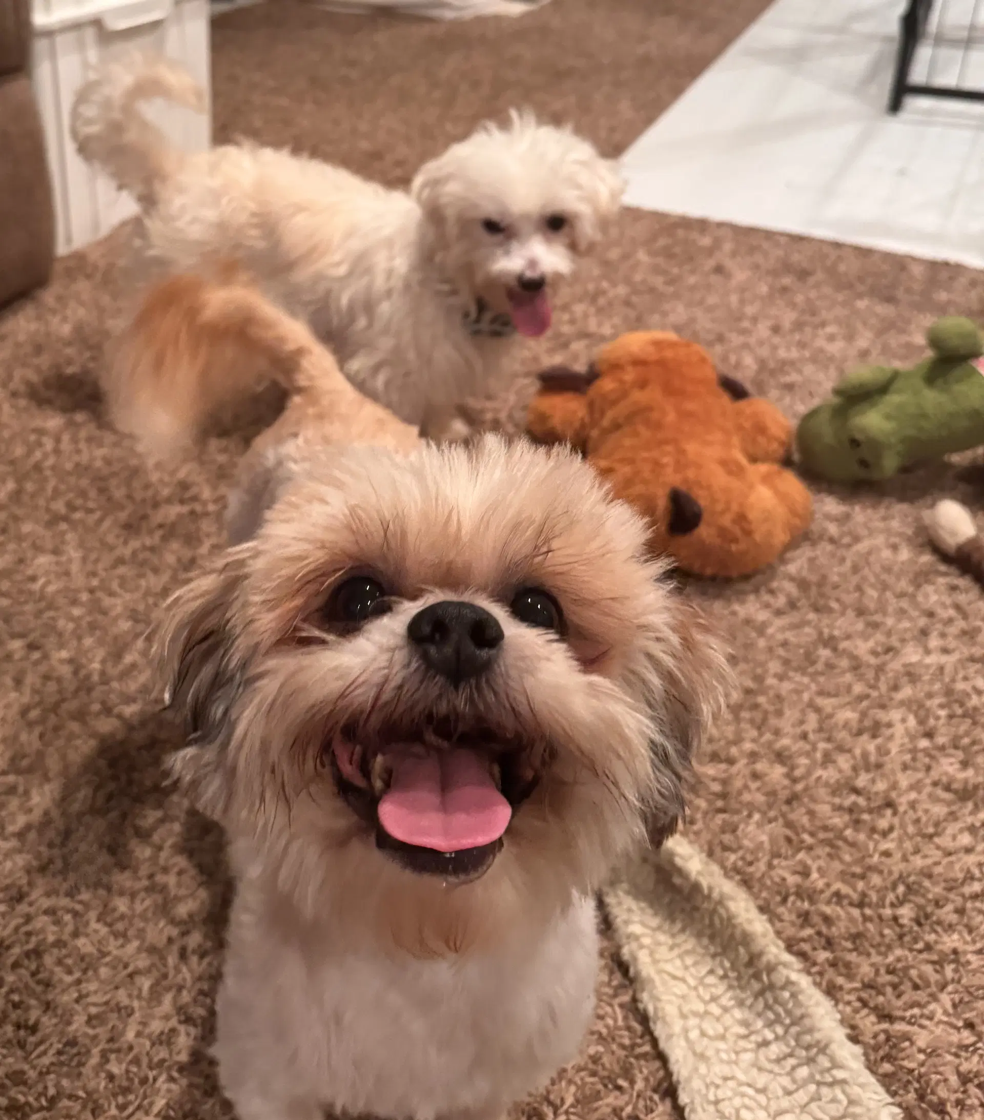 Romeo In Foster image 3