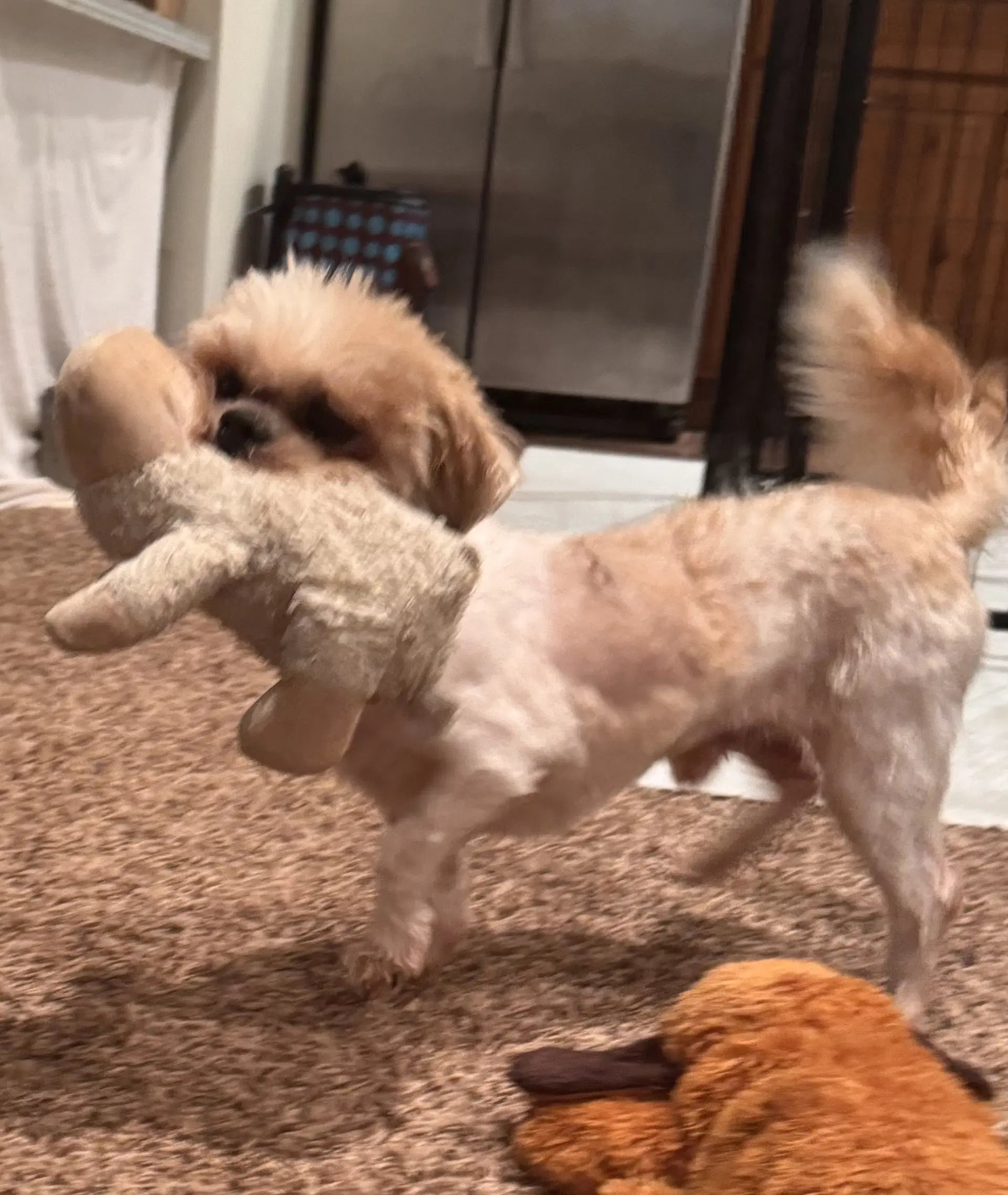 Romeo In Foster image 4