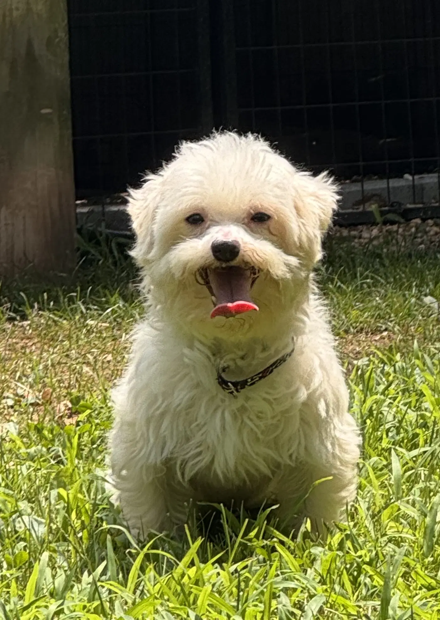Heff In Foster - Maltese