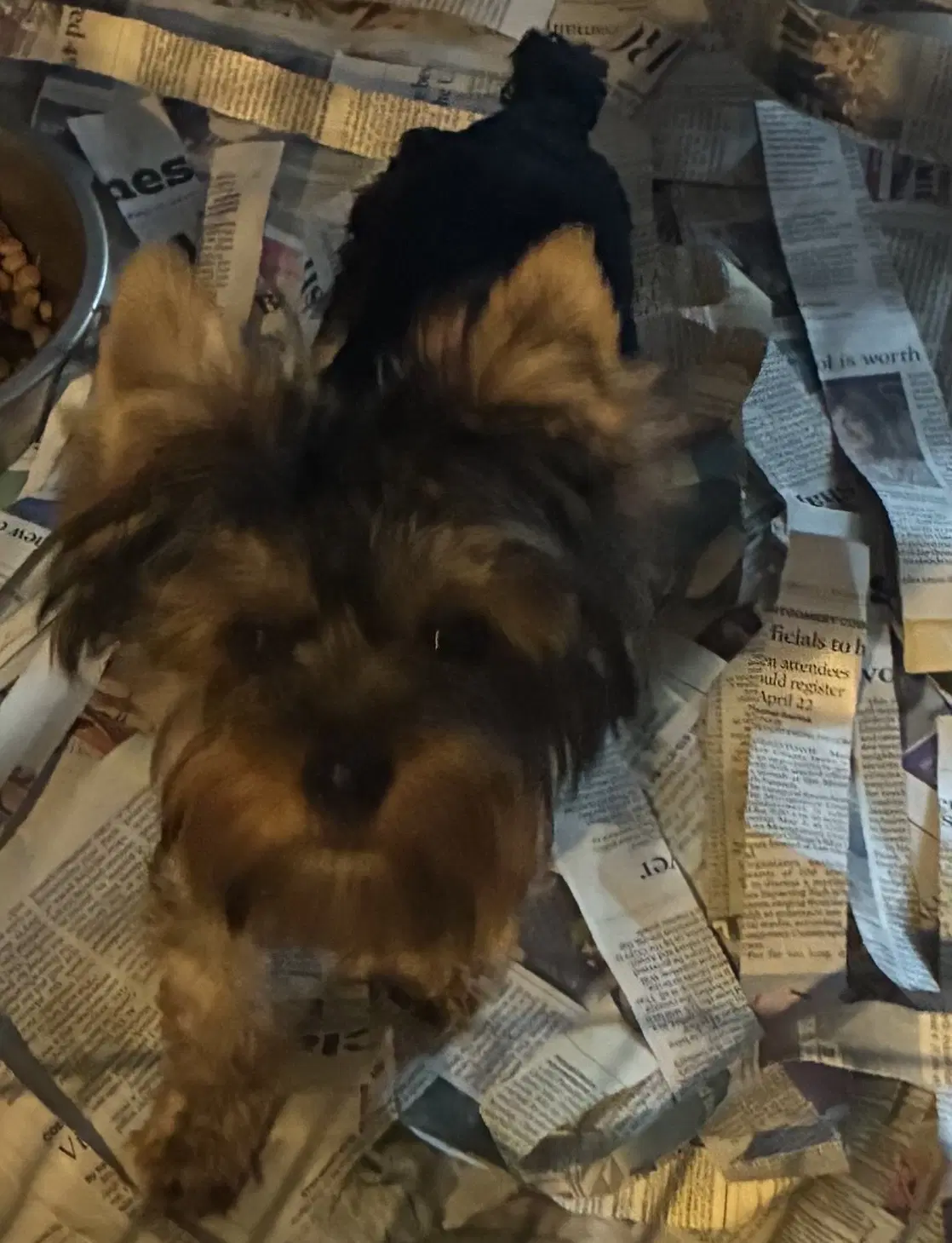 Phoenix - Yorkshire Terrier Yorkie