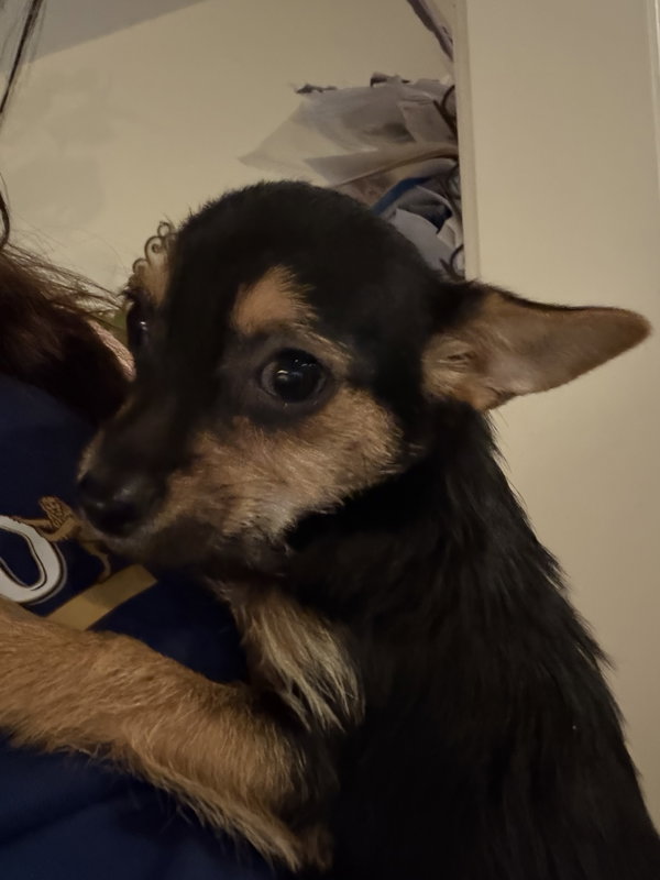 Mochi (in foster)
