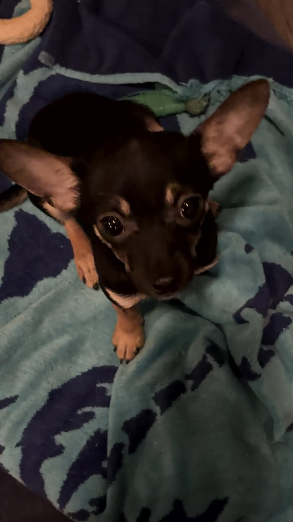 Phish (in foster)