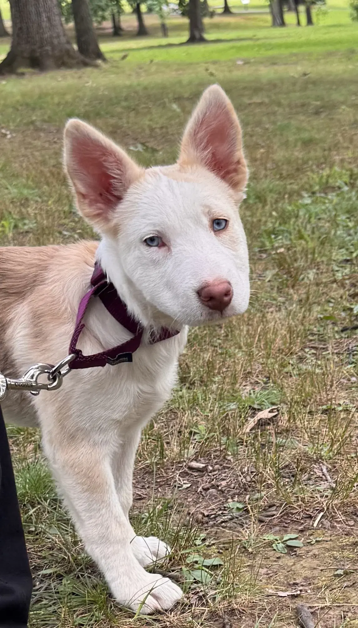 Avery In Foster - Siberian Husky