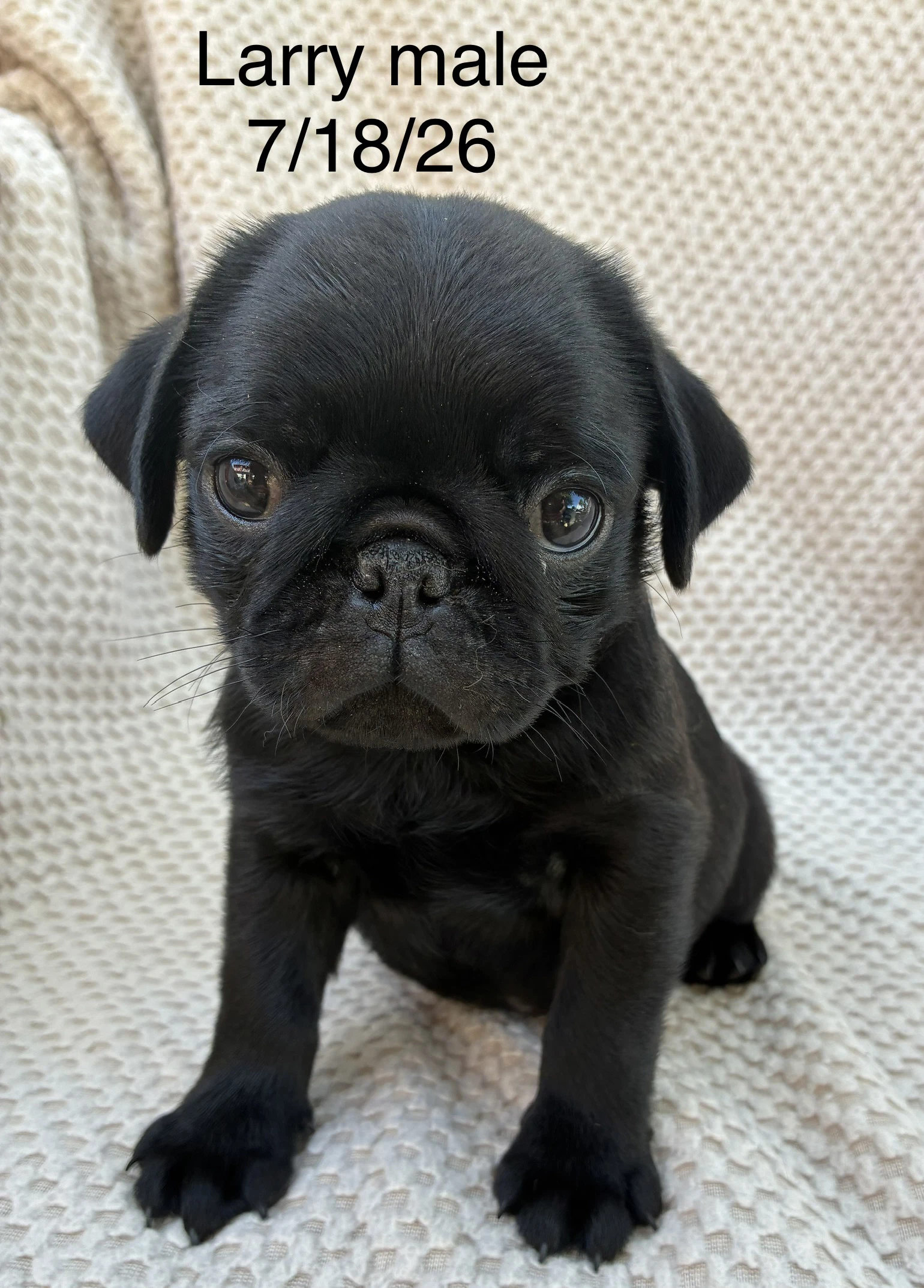 Larry In Foster