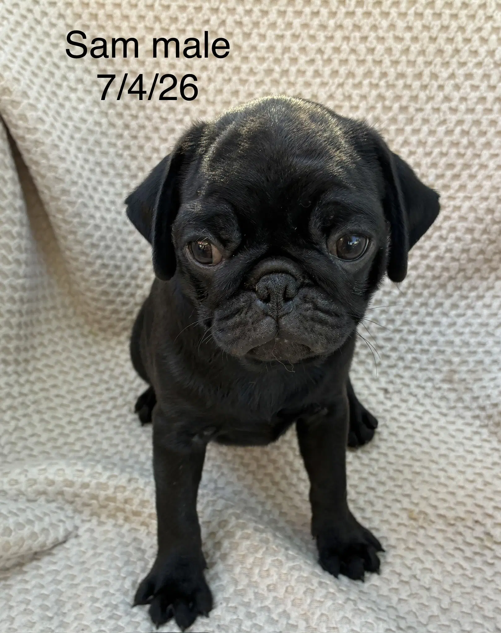 Sam In Foster - Pug