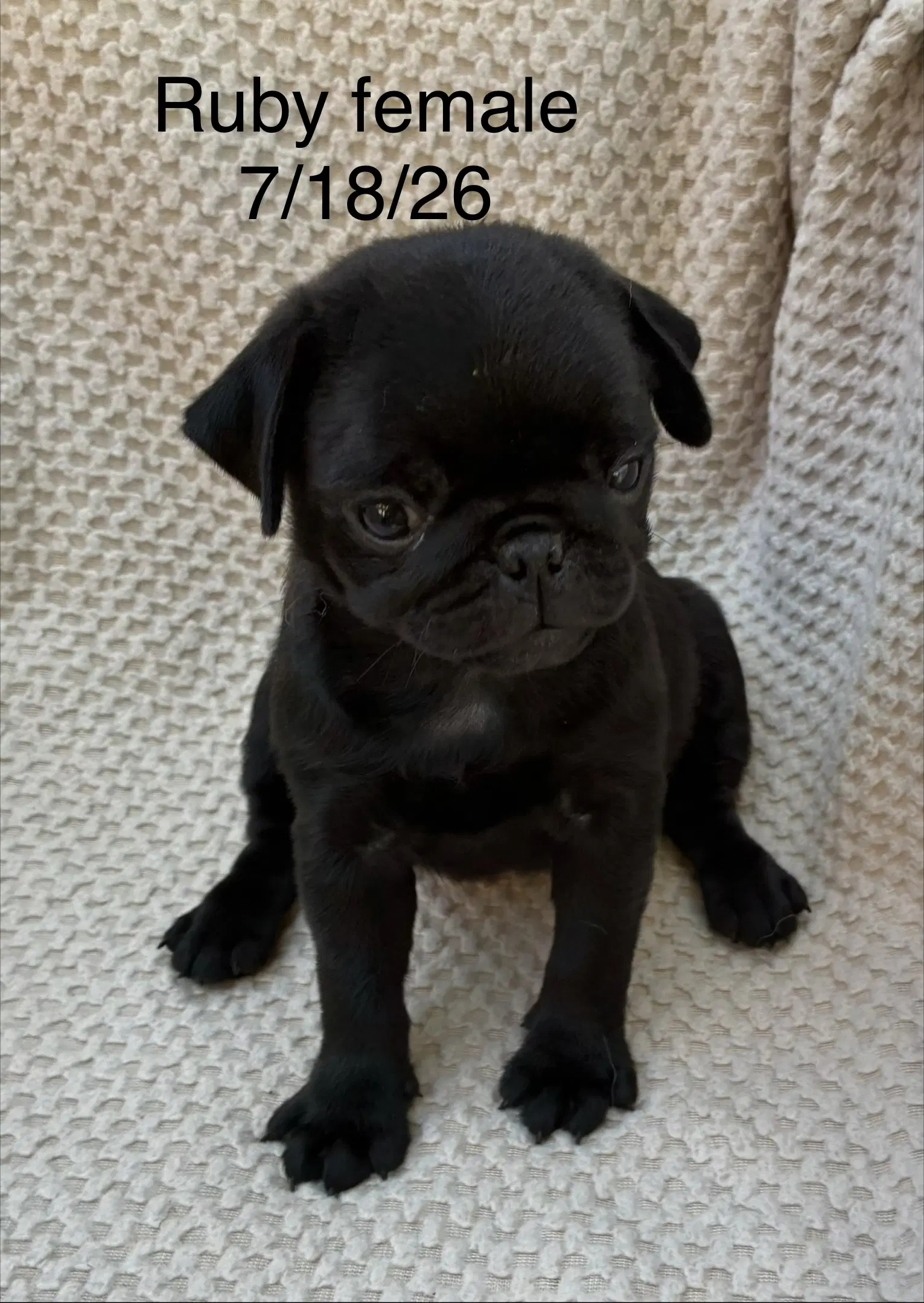 Ruby In Foster - Pug