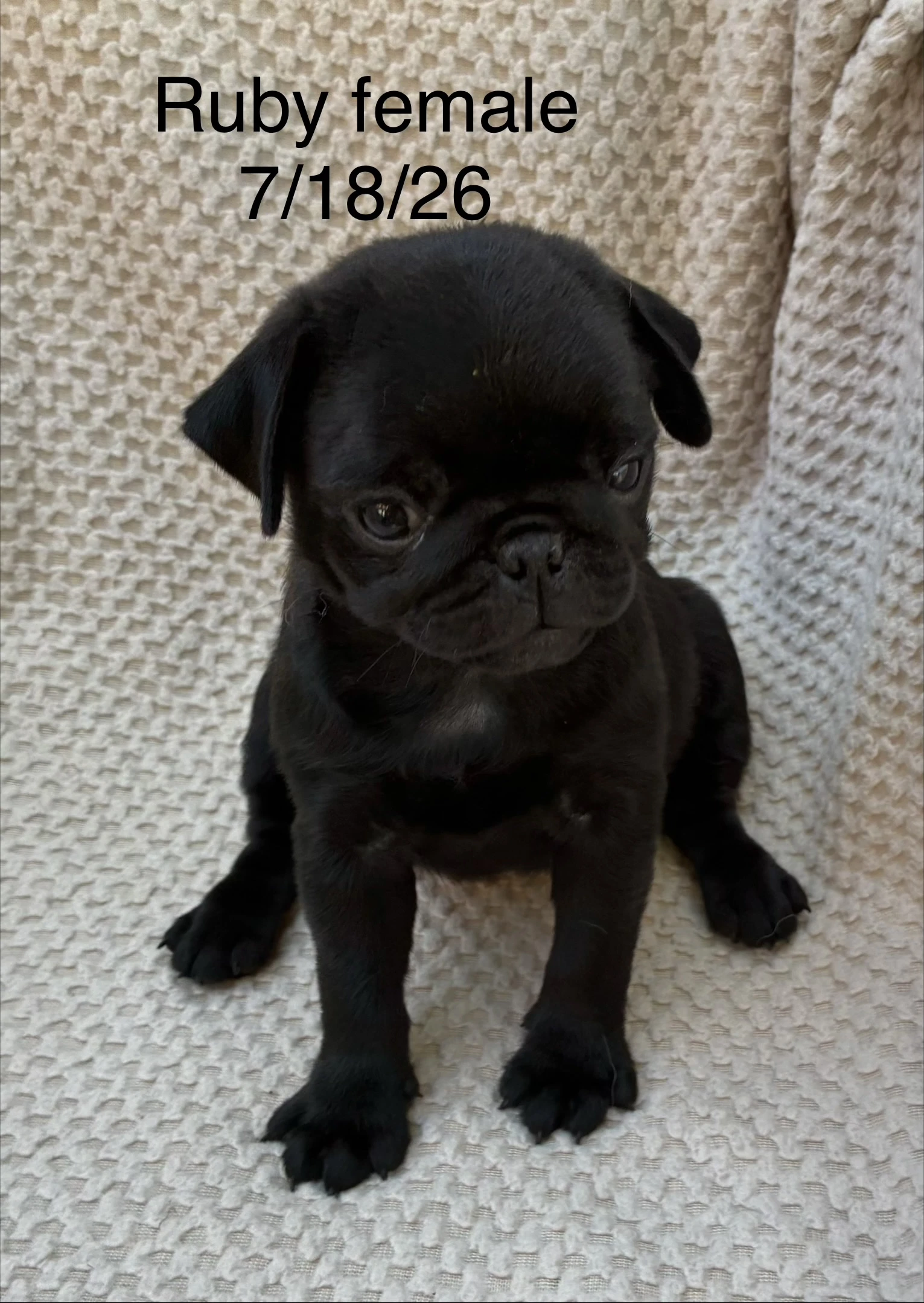 Ruby In Foster