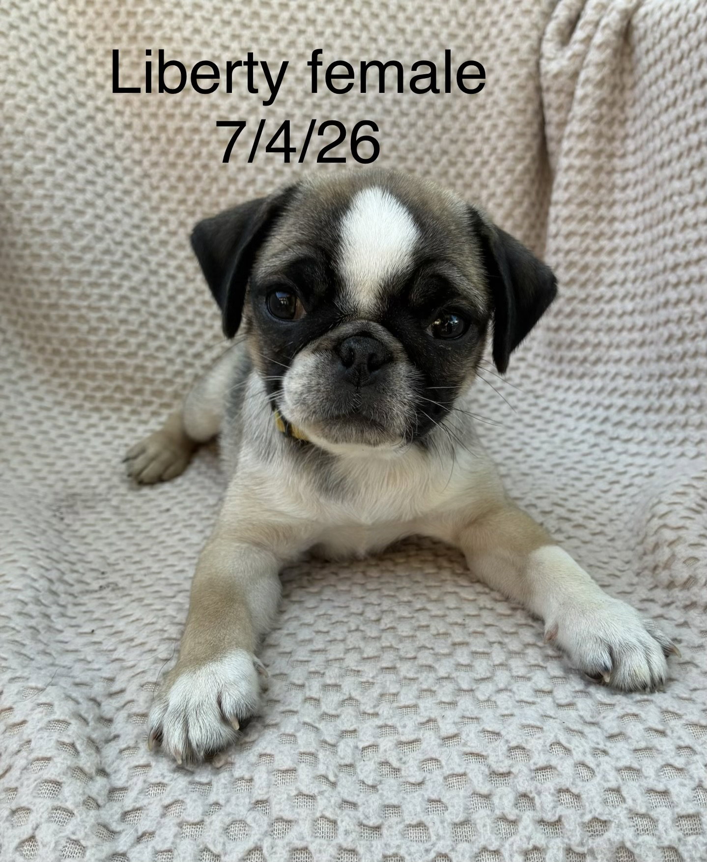 Liberty (in foster), dog — photo 1 of 1