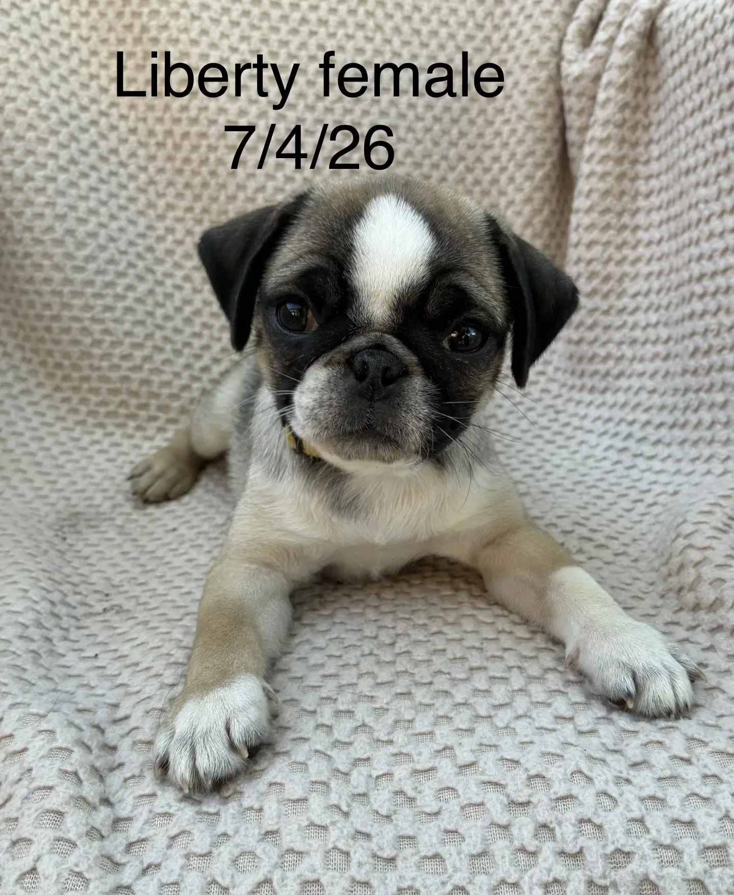Liberty In Foster - Pug