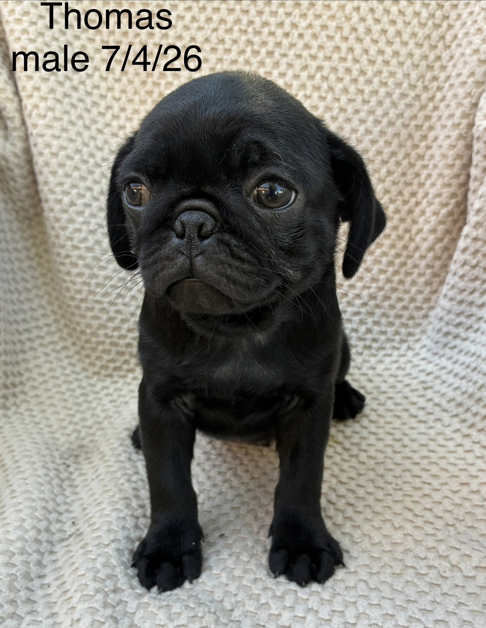 Thomas (in foster), dog — photo 1 of 1