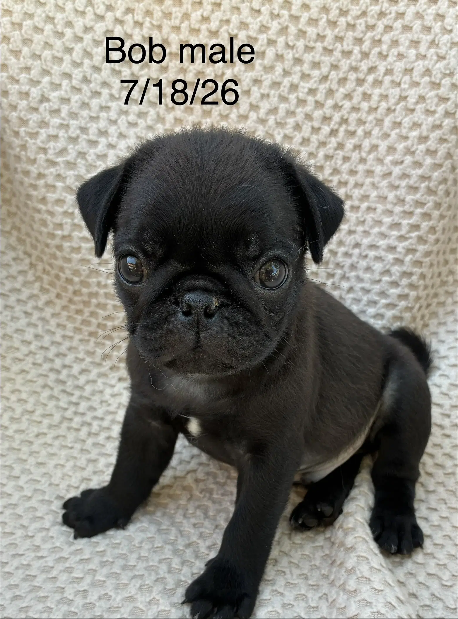 Bob In Foster - Pug