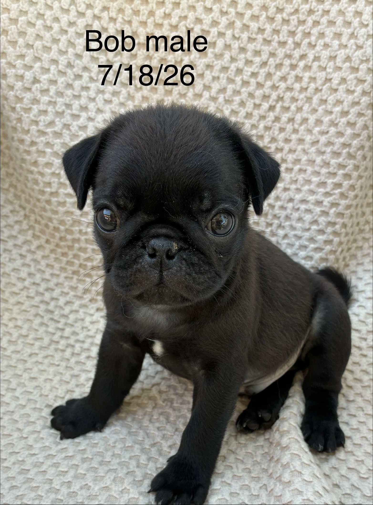 Bob In Foster