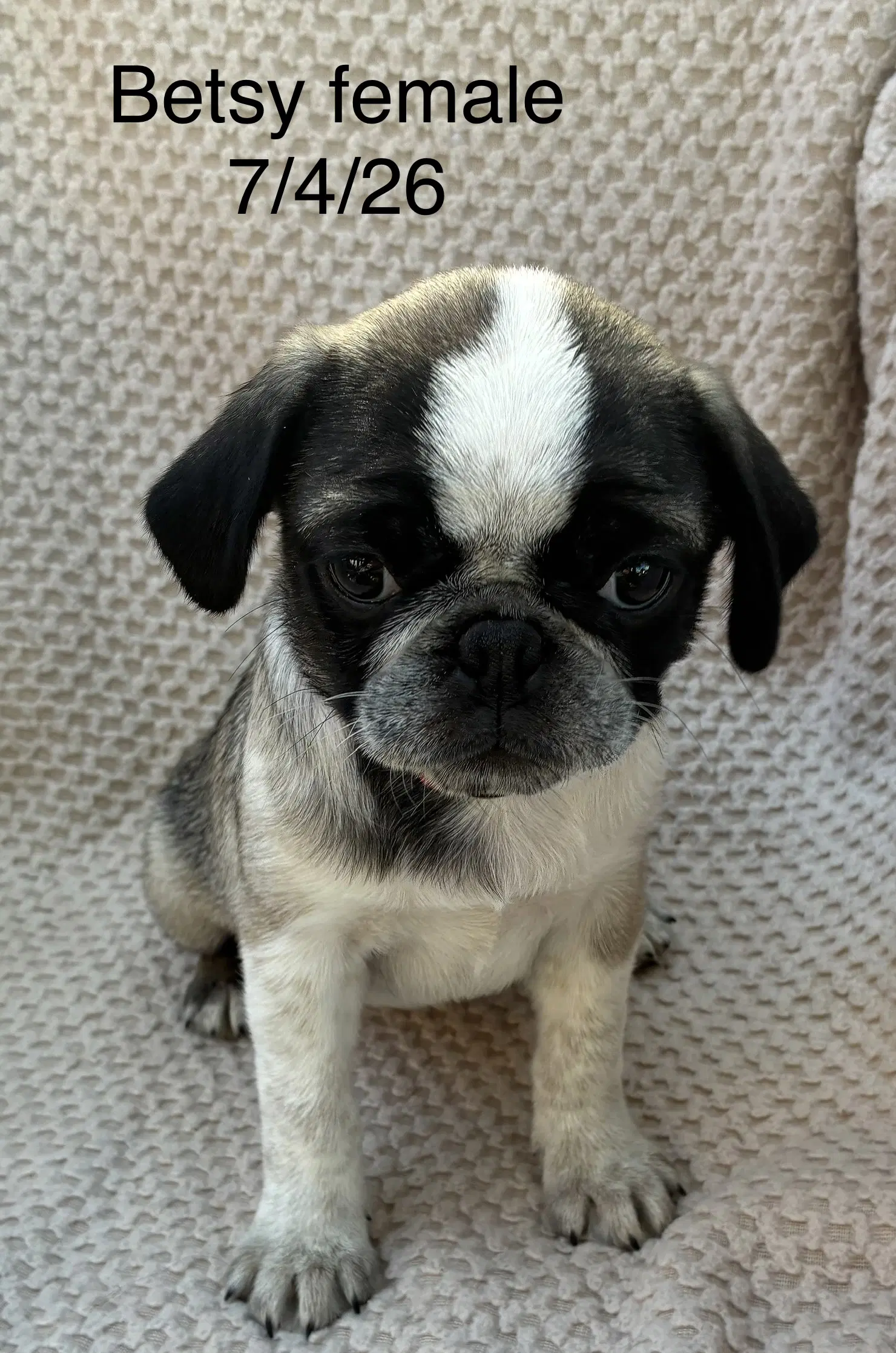 Betsy In Foster - Pug