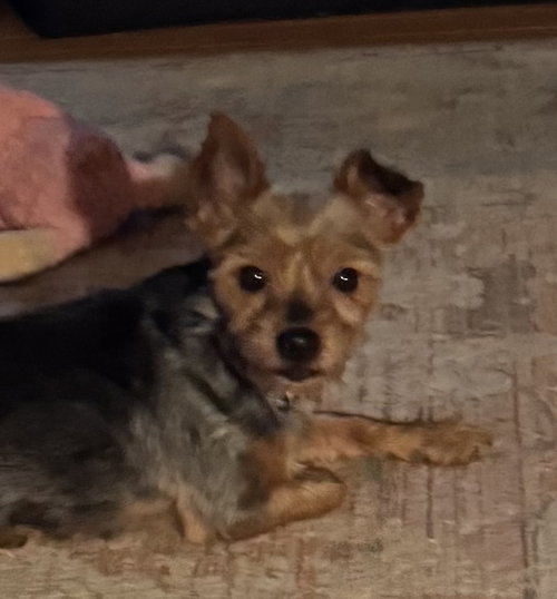 Libby (in foster), a dog for adoption from Diane's Pet Rescue