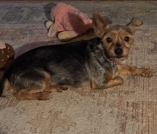 Photo 2 of Libby (in foster)