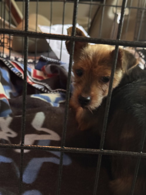 Photo 3 of Libby (in foster)
