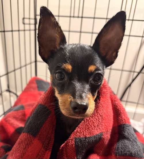 Gizmo aka Tiko (in foster), a dog for adoption from Diane's Pet Rescue