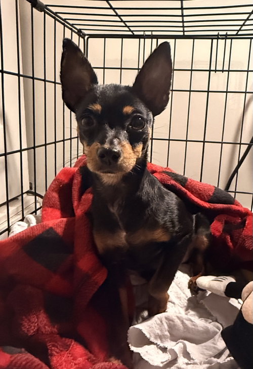 Photo 2 of Gizmo aka Tiko (in foster)
