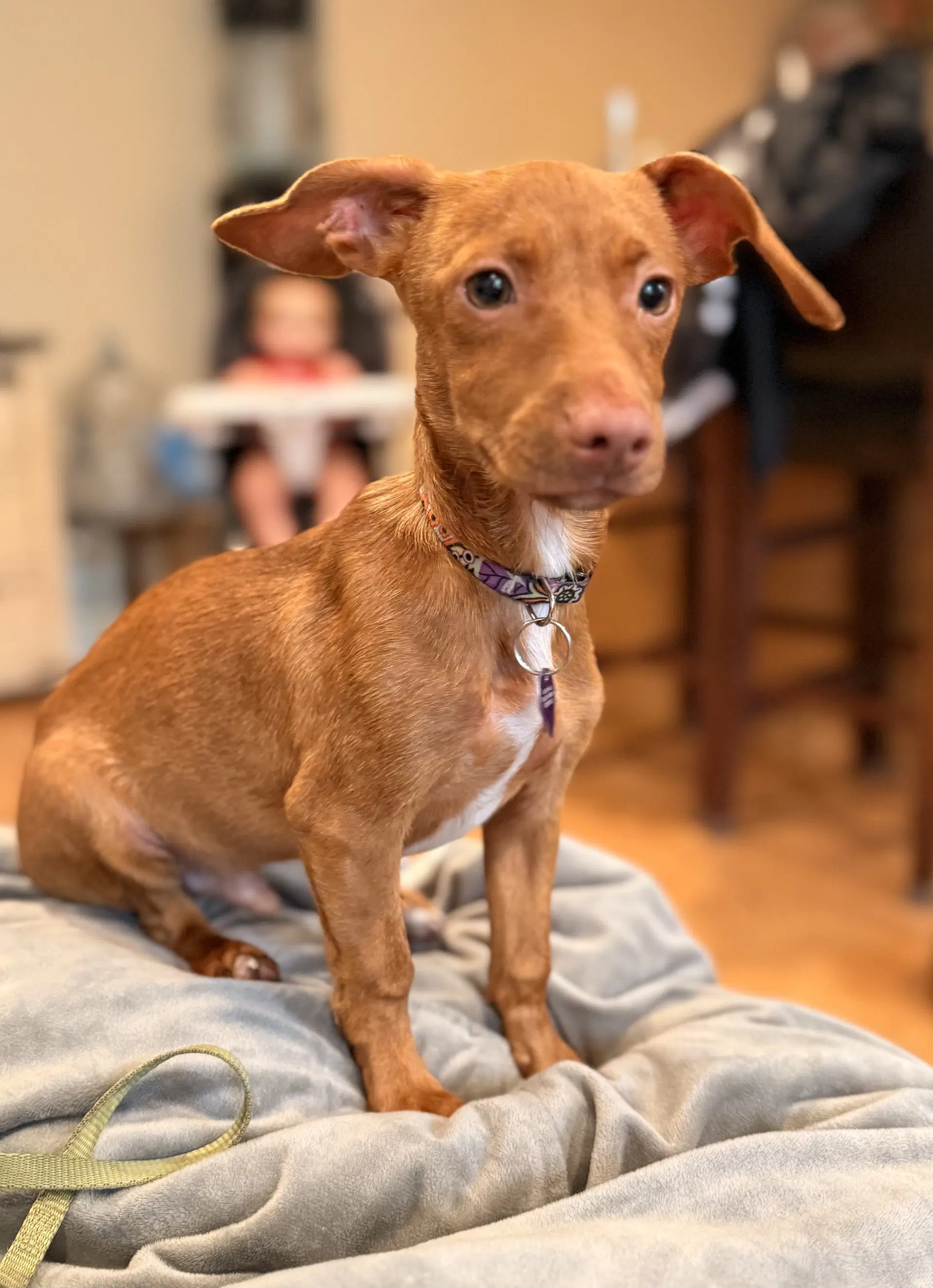 Scout In Foster image 2
